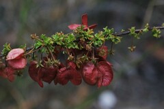 Dodonaea crucifolia