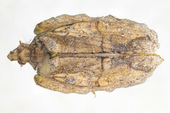 Pseudoflatoides tortrix