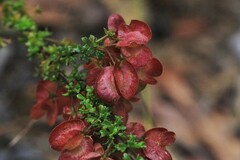 Dodonaea crucifolia