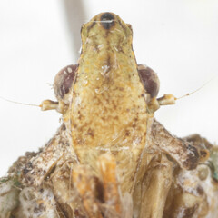 Pseudoflatoides tortrix