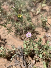 Ipomoea costellata