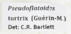 Pseudoflatoides tortrix