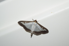 Cydalima perspectalis