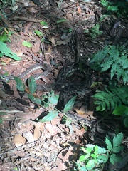 Bothrops