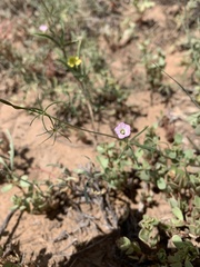Ipomoea costellata