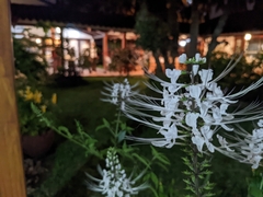 Orthosiphon aristatus