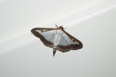 Cydalima perspectalis