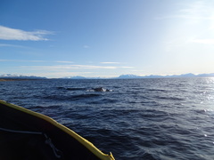 Cephalorhynchus eutropia