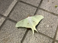 Actias aliena aliena