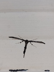 Amblyptilia