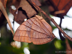 Amathuxidia amythaon dilucida