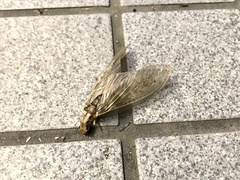 Protohermes grandis