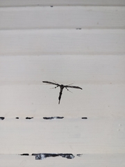 Amblyptilia
