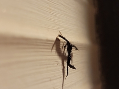 Amblyptilia