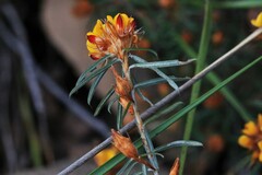 Pultenaea robusta