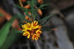 Pultenaea robusta
