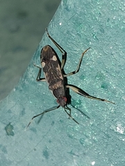 Dieuches armatipes