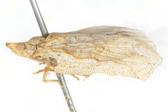 Pseudoflatoides tortrix