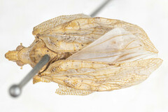 Pseudoflatoides tortrix