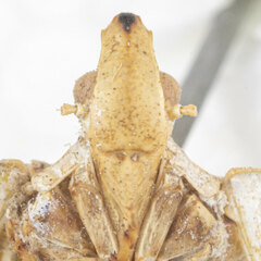 Pseudoflatoides tortrix
