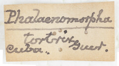 Pseudoflatoides tortrix