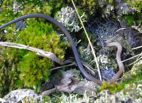 Taeniophallus poecilopogon