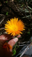 Lampranthus aureus