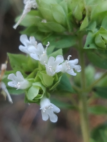 Origanum vulgare subsp. virens image