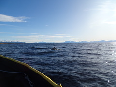 Cephalorhynchus eutropia
