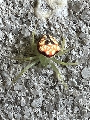 Araneus guttulatus