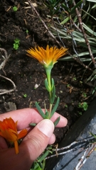 Lampranthus aureus