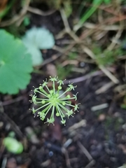 Hydrocotyle mexicana