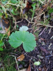 Hydrocotyle mexicana