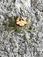Araneus guttulatus