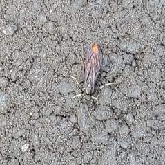 Protichneumon grandis