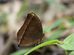 Thaumantis noureddin