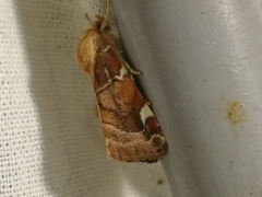 Cosmia diffinis