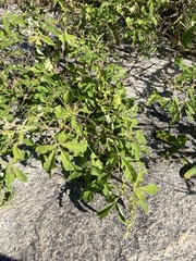 Vitex quinata