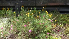 Lampranthus aureus