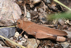Tomonotus ferruginosus