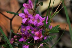 Boronia hapalophylla