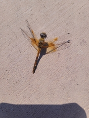 Sympetrum semicinctum
