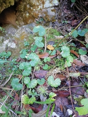 Hydrocotyle mexicana