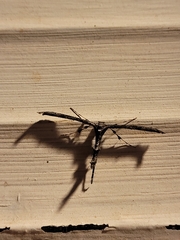 Amblyptilia