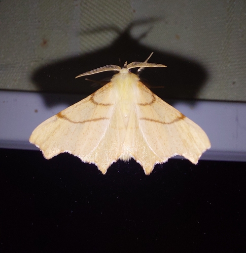 September Thorn, photo 4 of 10