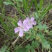 Geranium caespitosum parryi - Photo (c) anakae, some rights reserved (CC BY-NC), uploaded by anakae
