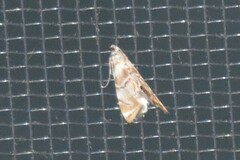 Eoparargyractis plevie