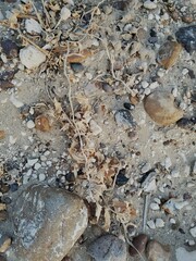 Asclepias prostrata