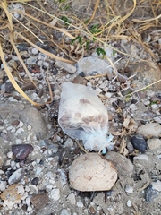 Asclepias prostrata