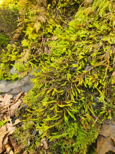 Image of Racomitrium aquaticum by no rights reserved